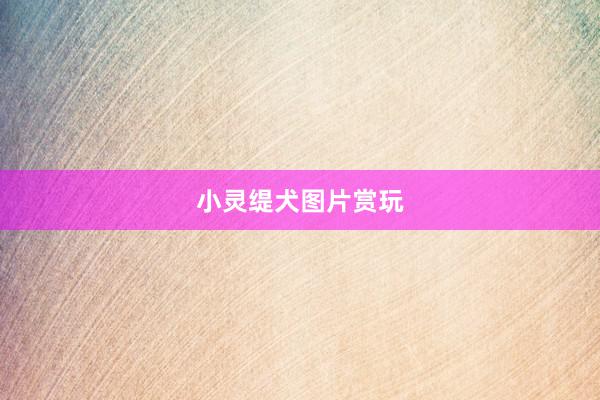 小灵缇犬图片赏玩